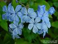 2005-1116blueflower